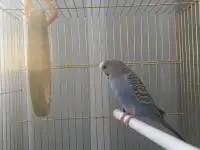 Попугай с клеткой, фотография 4
