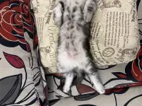 Котенок мейн кун, фотография 4