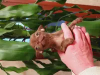 Девочки мини чихуахуа, фотография 3