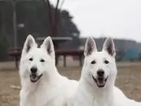 Белая швейцарская овчарка