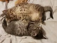 Котята шотландской прямоухой, фотография 7