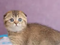 Котята шотландские ЗОЛОТАЯ ШИНШИЛЛА, фотография 6
