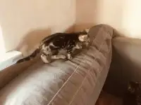 Бенгальские котята, фотография 4