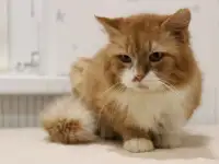 Благородный рыжий котейка Леонард в добрые ручки в дар!, фотография 4
