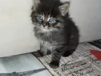 Отдаю котят в добрые ручки.Возраст 2 месяца (не породистые), фотография 3