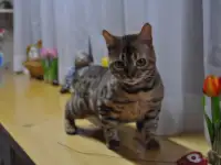 Бенгальские кошечки, фотография 2