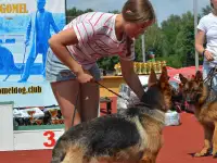 Кобель немецкой овчарки, фотография 3