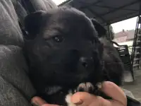 Щенки даром!