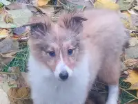 Продам породистых шелти, фотография 3