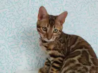бенгальские котята, фотография 9