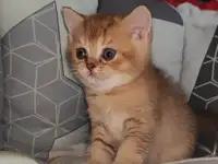 Шотландские котята, фотография 3