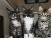 Мейн кун котята!, фотография 4