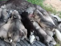 Щенки Хаски породистые без документов, фотография 4