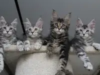 Котята мейн кун!, фотография 2
