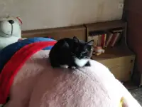 Дарю котят., фотография 2