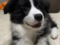 Щенок Бордер колли, фотография 3
