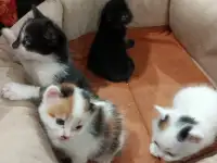 Котята в дар, фотография 6