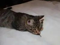 Домашний котенок 4 мес. Друг во всём. Залазит на плечи и целуется, фотография 7