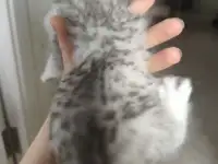 Шотландские котята, фотография 5