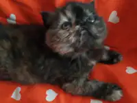 Экзотические плюшевые короткошетстные мраморные котята, фотография 2