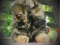 Померанский шпиц, щенки. Мини мишки, фотография 7