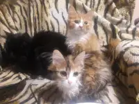Котята, фотография 5