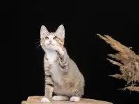 Котята курильского бобтейла, фотография 6