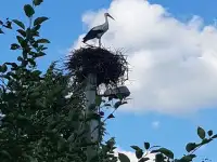 Дом с участком продаётся, Деревня Ёди 6, фотография 5