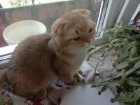 Вязка шотландского кота, фотография 2