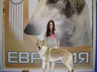 Щенки Чехословацкий влчак, фотография 4