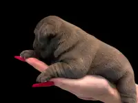 Щенки французского бульдога, фотография 2