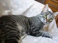 Котенок Тоффи, 7 мес., фотография 4