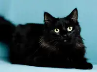 Имана  озорной хвостик