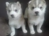 Щенки хаски, фотография 2
