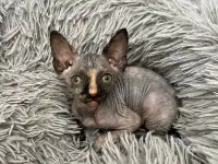 Котята канадского сфинкса, фотография 9