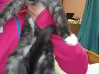 Котенок Зеленоглазая девочка, фотография 2