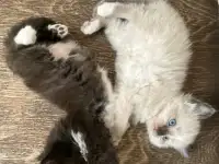 Котята ищут новый дом, фотография 2