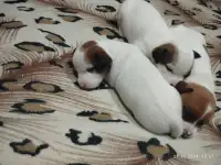 щенки Джек рассел