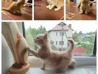 Котята, фотография 2