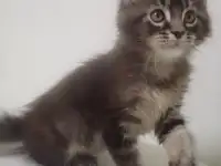 Мейн Кун, фотография 1