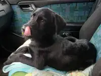 SOS!!! ЩЕНОК-МЕТИС КУРЦХААРА, фотография 4