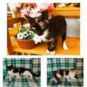 Котята и кошки в добрые руки бесплатно, фотография 2