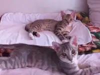 котята в дар, фотография 5