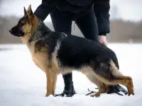 Щенки немецкие овчарки, фотография 3