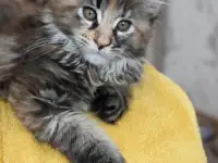 7 Котенок, фотография 3