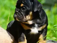 Английский бульдог, фотография 2