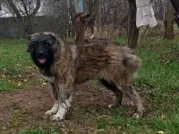 Продается, фотография 4