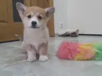 Вельш корги пемброк