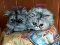 Персидские котята экстремального типа чистокровные. Персы., фотография 2