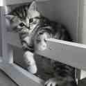 Шотландские котята, фотография 5